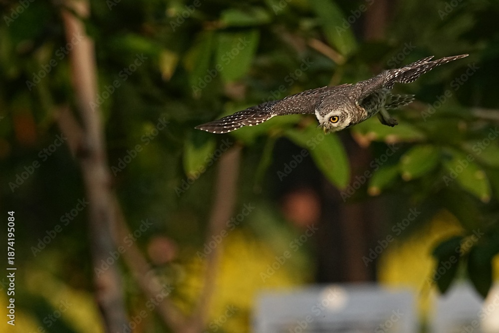 Fototapeta premium Spotted owls inhabit the wild in public parks in Thailand.