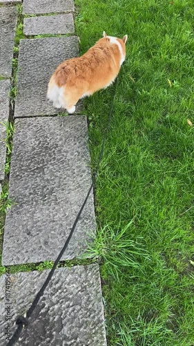 Corgi on Leash Sniffing Grass on Green Lawn