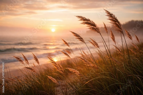 Sunset wind rustling coastal grass and reeds against a misty sea background