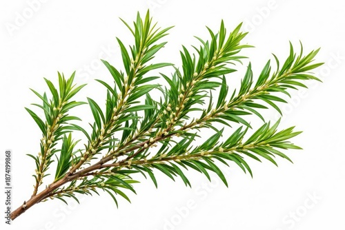 Detailed isolated shot of Melaleuca leaves and branches with sharp focus