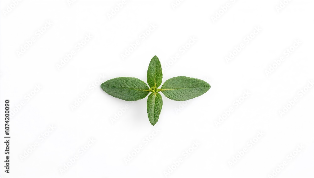 Fototapeta premium Isolated fresh sage herb captured with detailed focus for cooking or herbal applications, top view with room for text