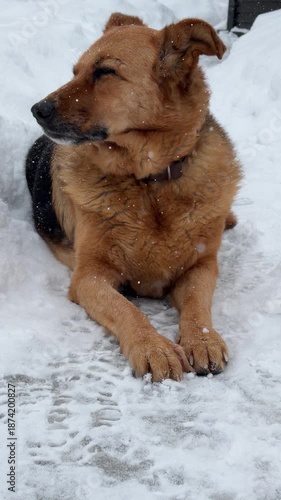 Shepherd mix dog lying peacefully in deep snowdrifts while soft snowflakes fall around