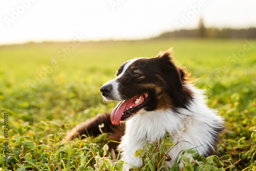 Happy Border Collie dog outdoors on green field, healthy active pet, summer nature, countryside lifestyle.