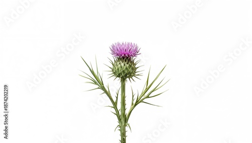 Wallpaper Mural Milk thistle seedling isolated on white background highlighting herbal medicine use, natural health practices, Herbal Medicine Awareness Day Torontodigital.ca