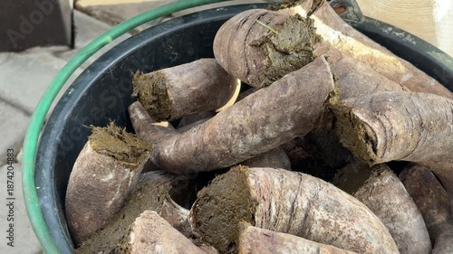 Close-Up of Cow Horns Filled with Biodynamic Preparation 500