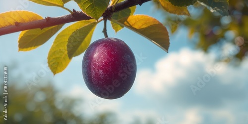 Fresh plum on a tree branch...