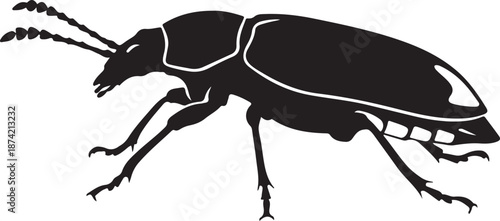  Rainforest Lightning Beetle in silhouette white background.