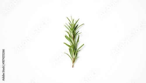 Fresh rosemary leaves on pl...