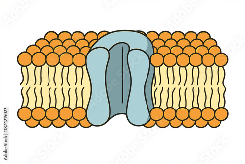 Structure of a cell membrane with proteins and lipids shown in a diagram at an educational setting