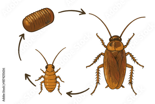 Lifecycle of a cockroach showing the egg, nymph, and adult stages in a simple diagram