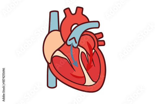Understanding the structure and function of the human heart with labeled parts and blood flow directions