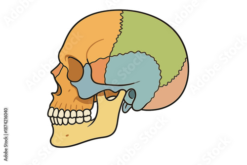 Diagram shows side view of human skull with labeled regions for anatomy and study purposes in educational setting