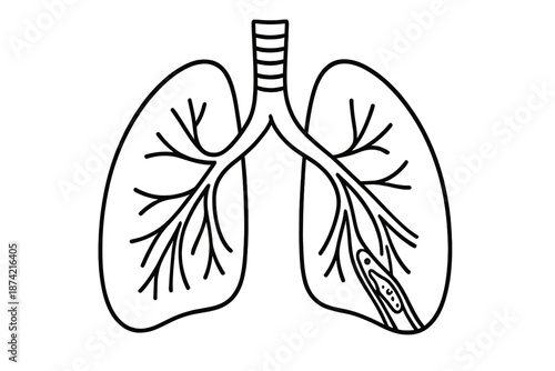 Diagram shows the structure and function of human lungs and the airways leading to them with detailed branching of bronchi