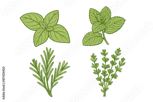 Various types of green herbs including mint, basil, rosemary, and thyme arranged on a plain background