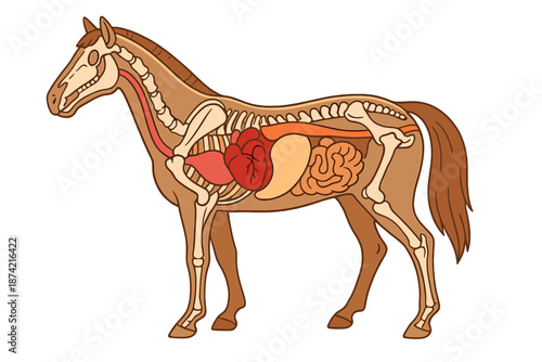 Detailed drawing of horse anatomy showing bones and organs for educational purposes and studying animal biology
