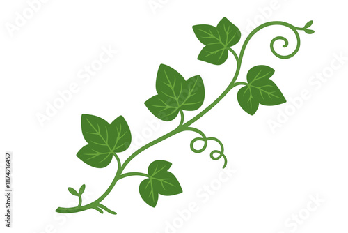 Green ivy vine with broad leaves and curling tendrils on a simple white background