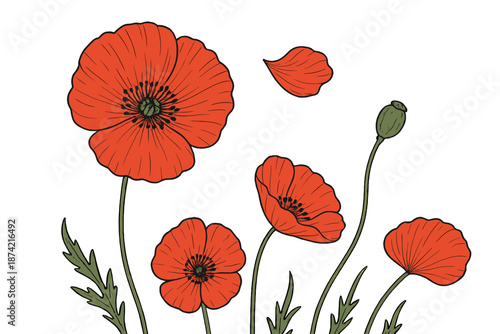 Bright red poppy flowers stand tall on green stems against a white background while petals and buds capture attention in nature