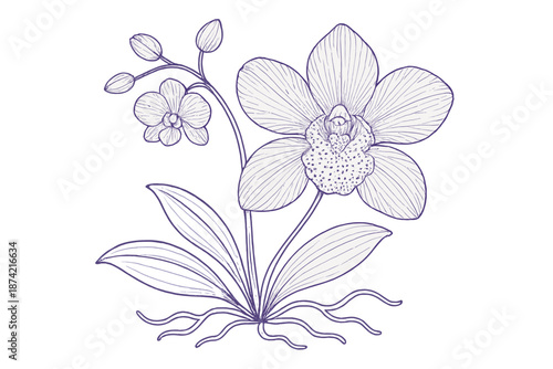 Orchid plant showing large flower with small buds and roots in simple line drawing style