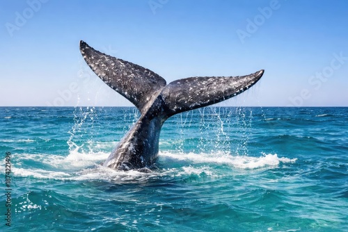 Graceful gray whale tail cu...