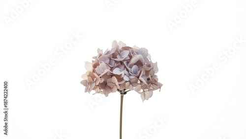 Hydrangea flower with dried...
