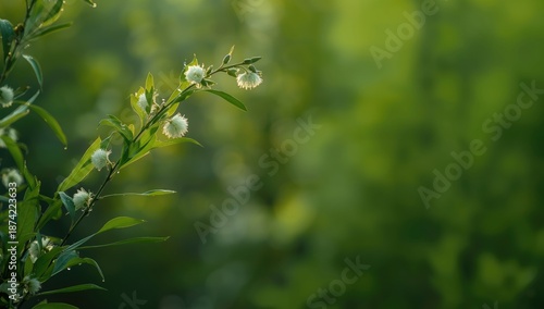 Springtime flowering willow...