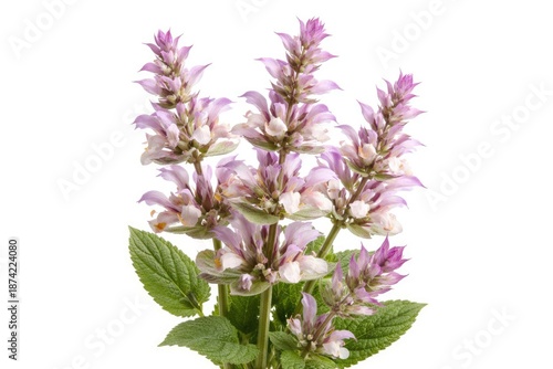 Close up of blooming clary sage flowers isolated on white background