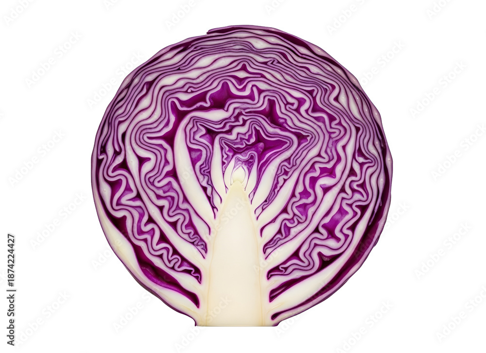 Obraz premium Freshly cut red cabbage half showing inner purple and white layers transparent background