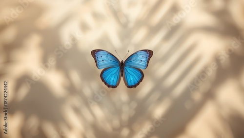 White butterfly against a s...