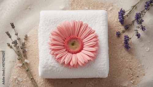 Colorful gerbera blossom en...