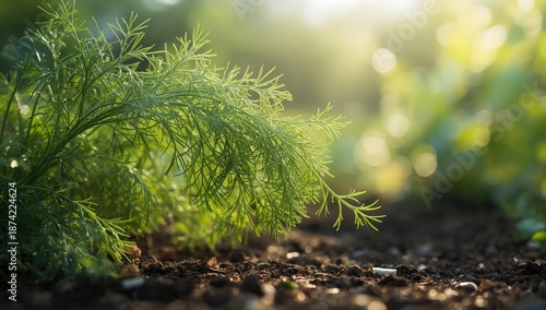Close-up of dill plant stem...