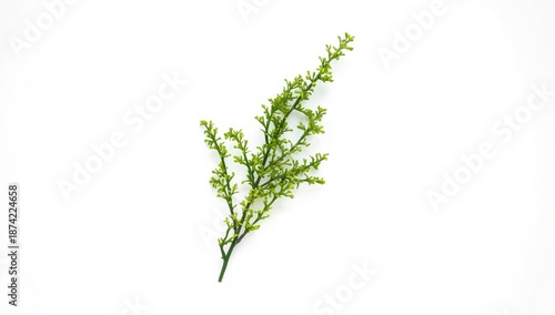 Artificial green twig on a ...