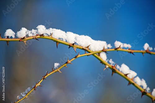 Bislicher Insel Januar 2026