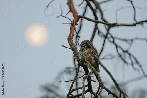 Wallpaper Mural Spotted owls inhabit the wild in public parks in Thailand. Torontodigital.ca
