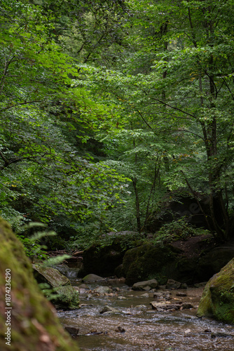 Green forest landscape with river and flowing water in nature