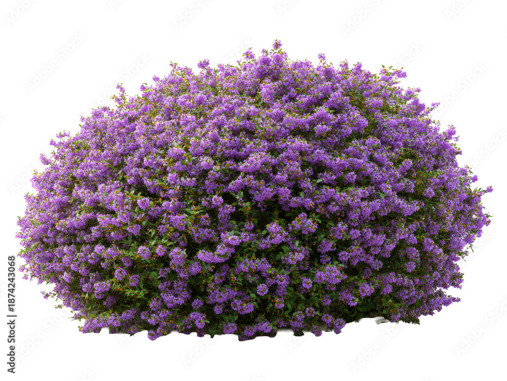 Obraz premium Rounded garden bush covered in tiny purple flowers isolated on transparent background. 