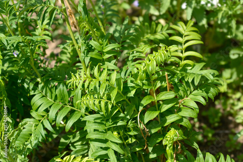 Blue Jakobs ladder leaves - Latin name - Polemonium caeruleum