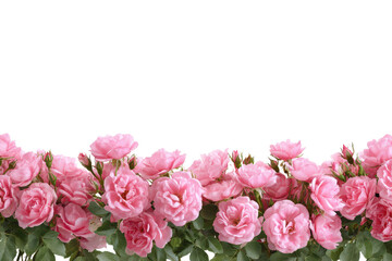 Pink rose border strip with clustered blooms as a floral frame edge isolated on transparent background.
