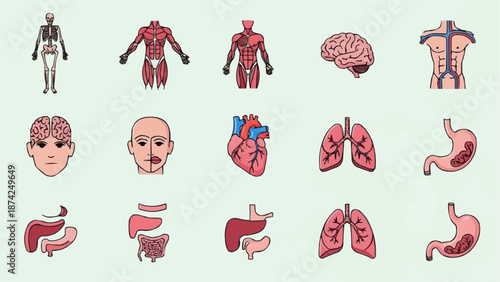 Collection of Human Anatomy Illustrations Medical Organs and Body Systems.
