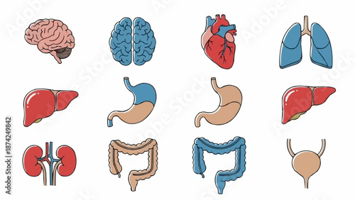 Collection of Human Internal Organs Anatomical Illustrations.