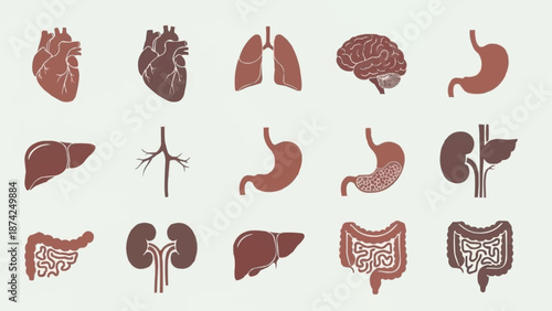 Collection of Human Internal Organs Medical Illustrations.