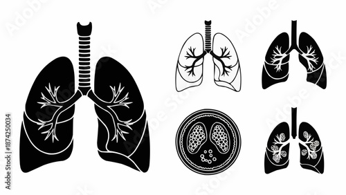 Collection of Human Lungs Anatomical Illustrations.