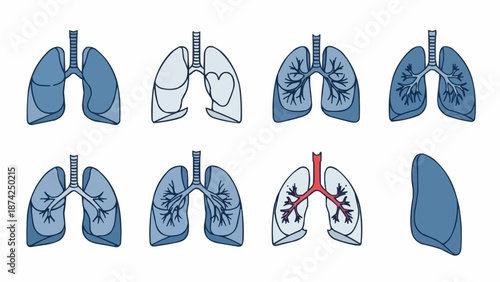 Collection of Human Lungs Anatomy Illustrations.