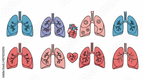 Collection of human lungs and hearts anatomical illustrations.
