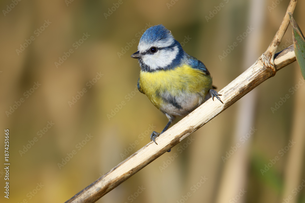 Fototapeta premium An adult Eurasian blue tit (Cyanistes caeruleus) is photographed close-up perched on a branch against a blurred background.