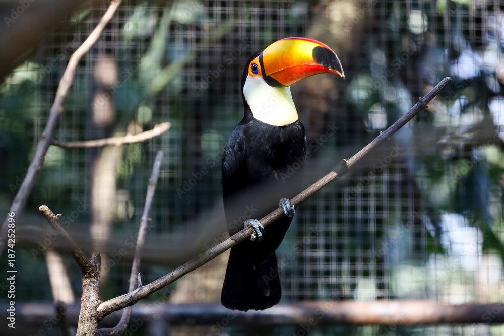 Obraz premium The toco toucan bird on the wood tree