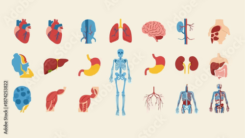 Collection of Human Organs and Anatomy Illustrations.