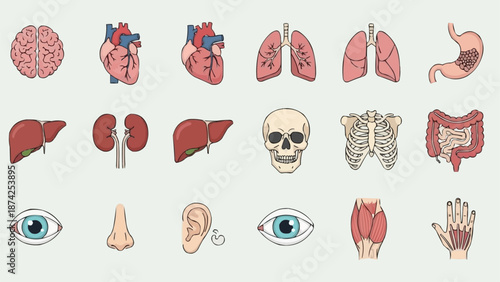 Collection of Human Organs and Anatomy Illustrations.