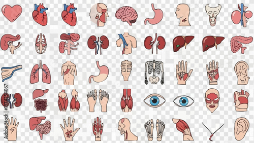 Collection of Human Organs and Body Parts Illustrations.