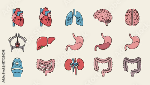 Collection of Human Organs Medical Illustration.