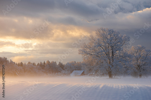 Wallpaper Mural Soft Golden Winter Light Over Snowy Latvian Meadow Torontodigital.ca
